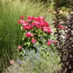 A vibrant flower garden featuring a mix of red and blue flowers, showcasing a beautiful landscape of color